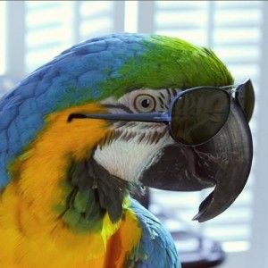 Take a peek of Gilley's ipod playlist