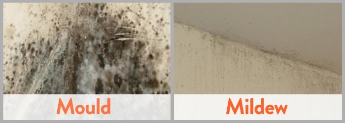 Mold and mildew - a serious threat